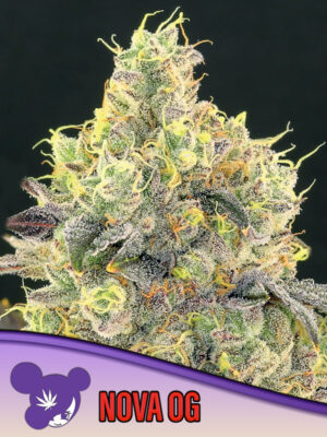 Nova OG - Leaf and Soul Samen