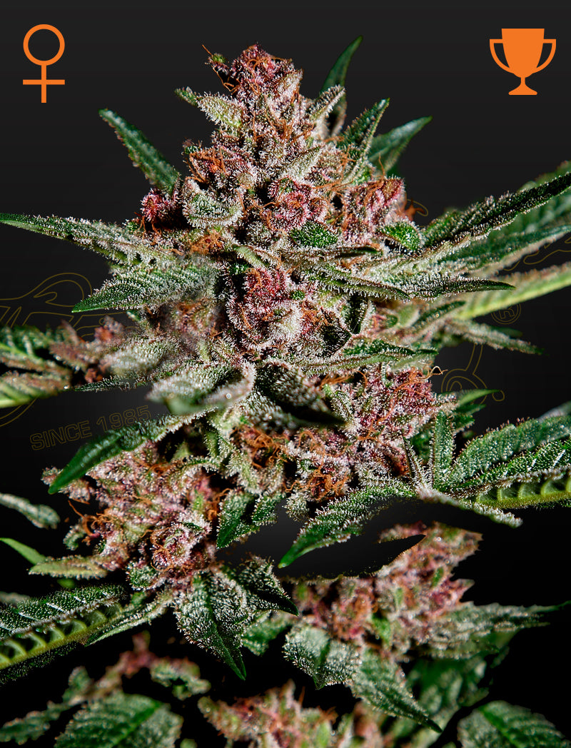 Bubba Kush (Feminisiert) - Leaf and Soul Samen