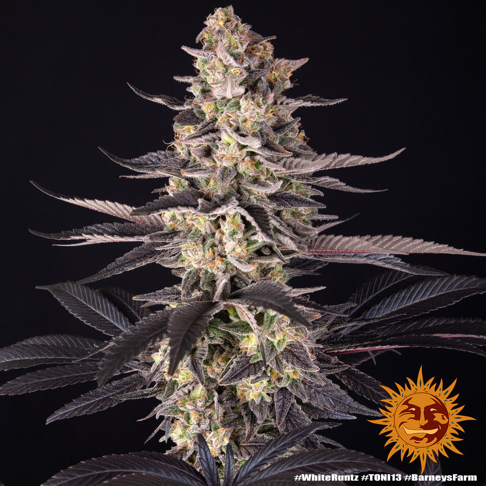 White Runtz - Leaf and Soul Samen