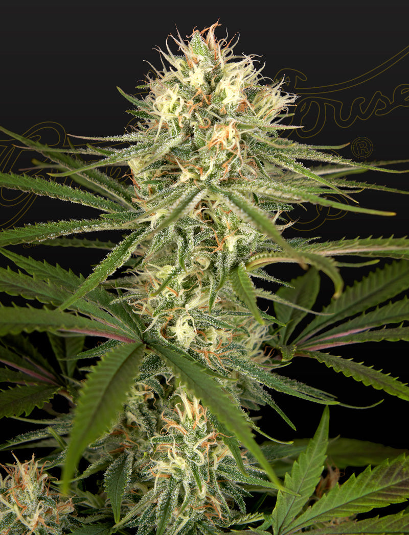 Hawaiian Snow x Amnesia x Dosidos - Leaf and Soul Samen