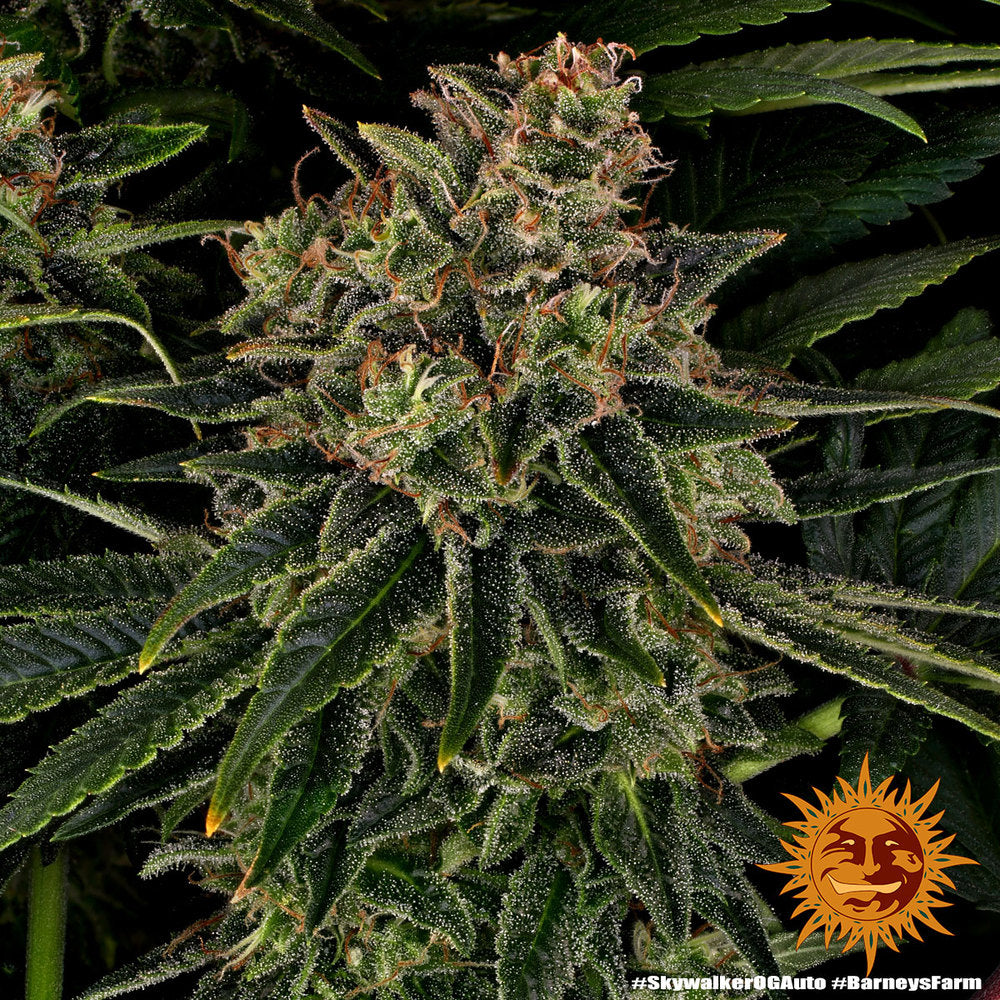 Skywalker OG Auto - Leaf and Soul Samen