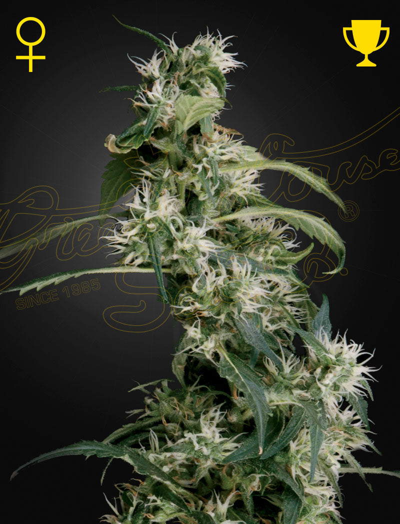 Arjan's Ultra Haze 2 (Mango Haze) (Feminisiert) - Leaf and Soul Samen