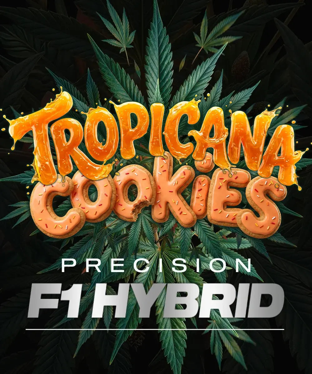Tropicana Cookies Auto - Leaf and Soul Samen