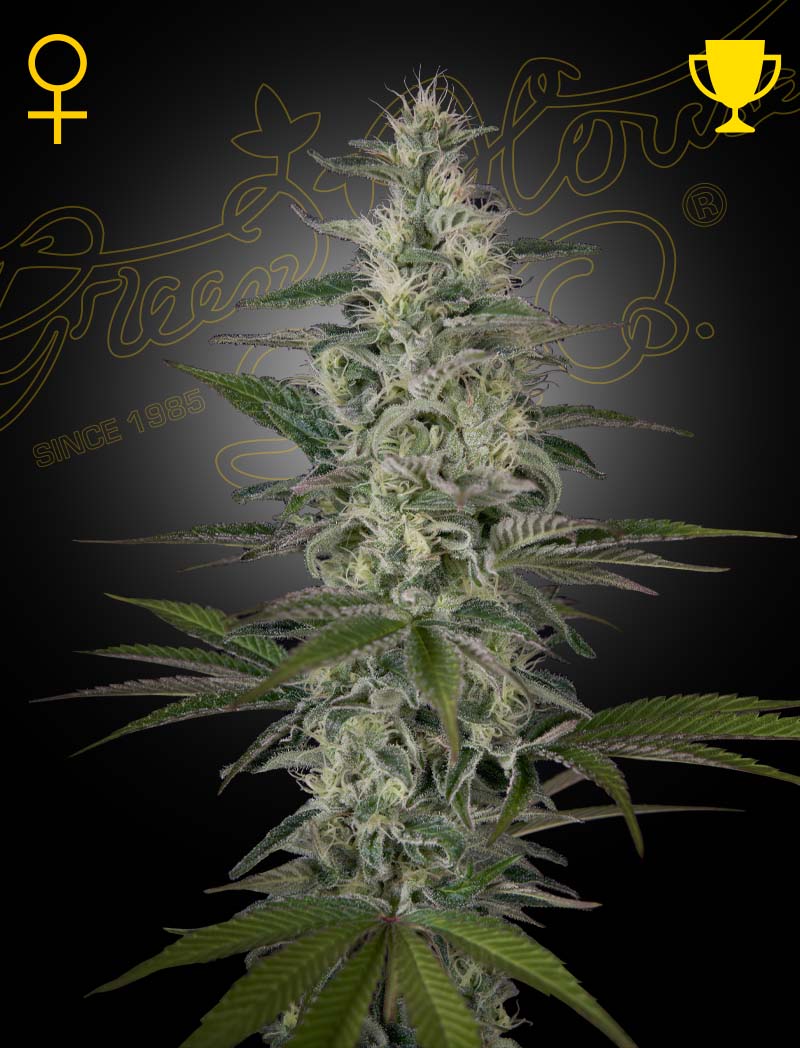 Hawaiian Snow (Feminisiert) - Leaf and Soul Samen