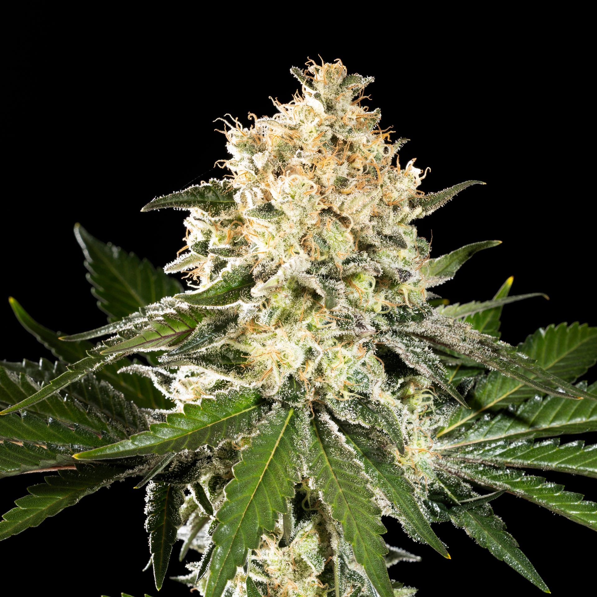 Sunset Sherbet Go Fast - Leaf and Soul Samen