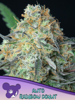 Rainbow Donut Auto - Leaf and Soul Samen