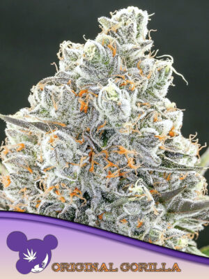 Original Gorilla #4 - Leaf and Soul Samen