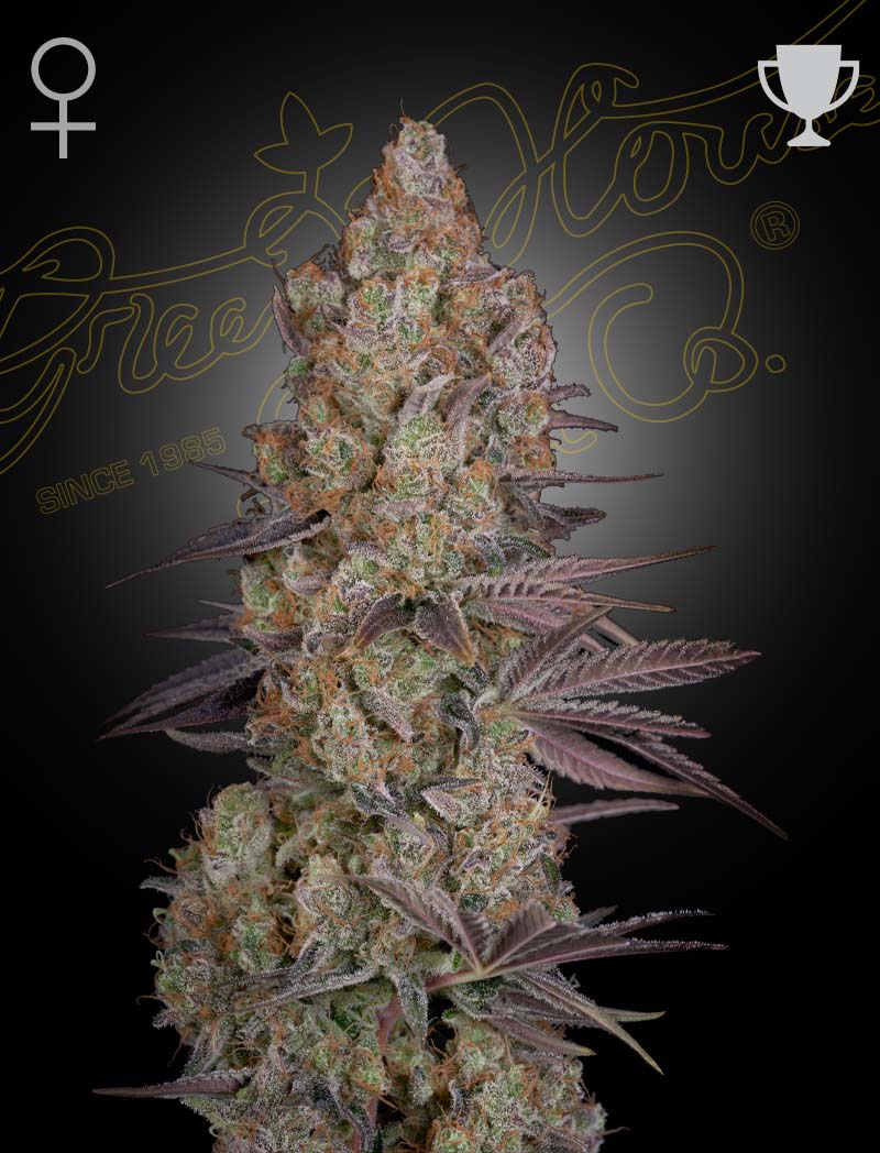 Exodus Cheese (Feminisiert) - Leaf and Soul Samen