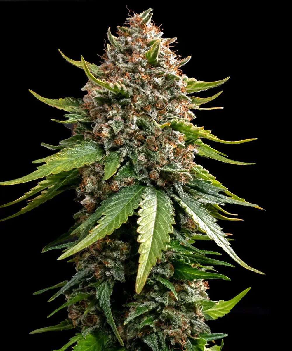 White Widow XXL Auto - Leaf and Soul Samen
