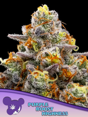 Purple Boost Highness - Leaf and Soul Samen