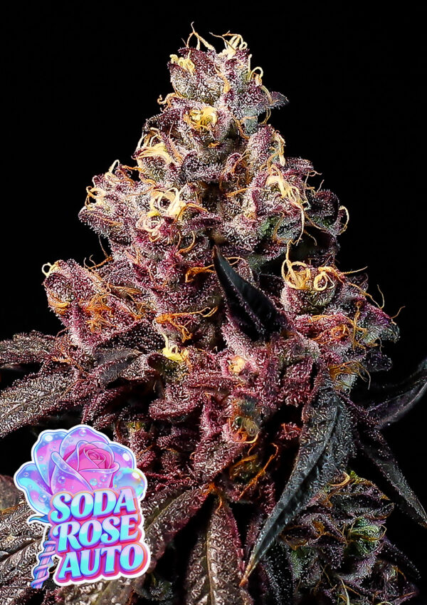 Soda Rose Auto - Leaf and Soul Samen