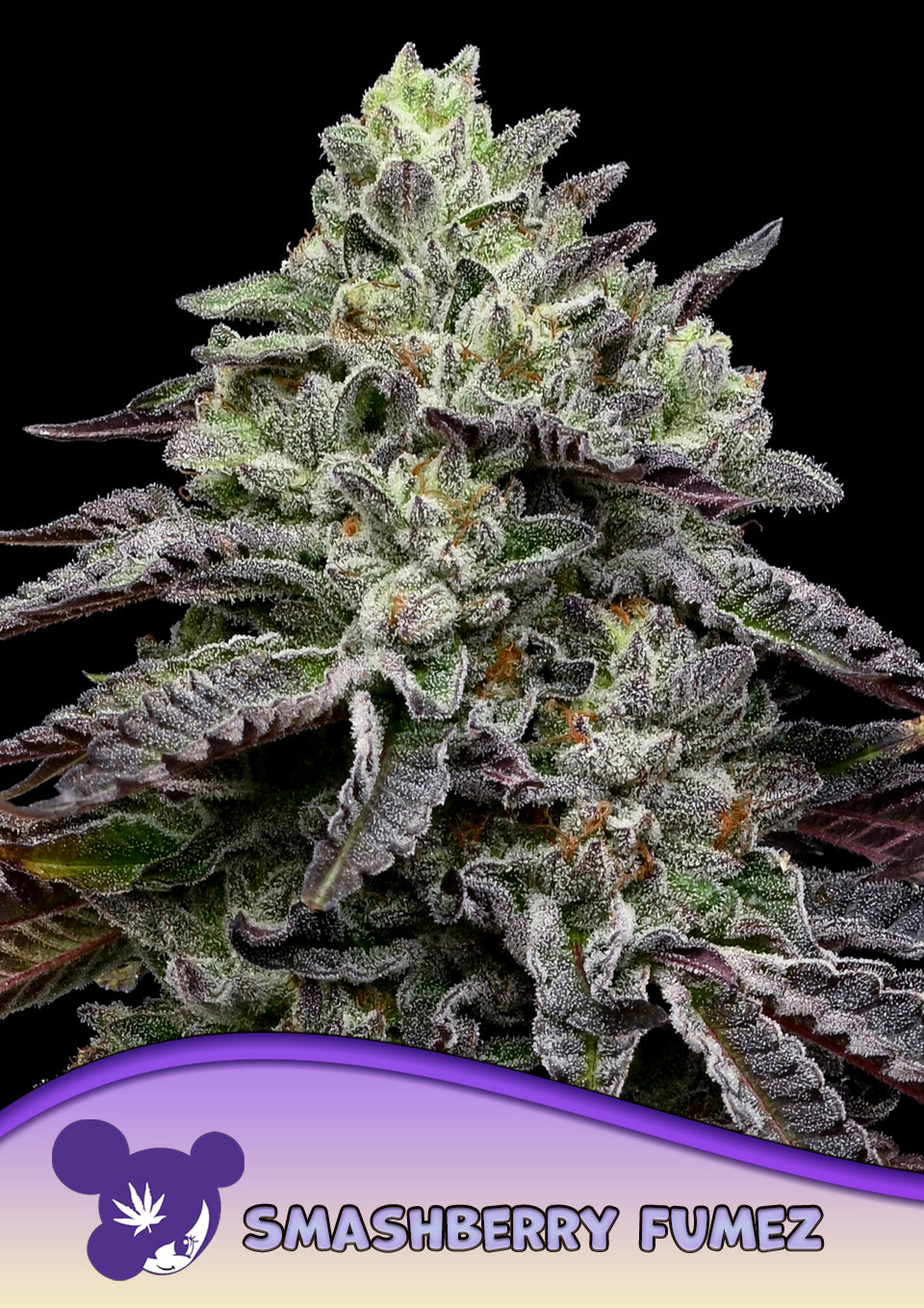 Smashberry Fumez - Leaf and Soul Samen