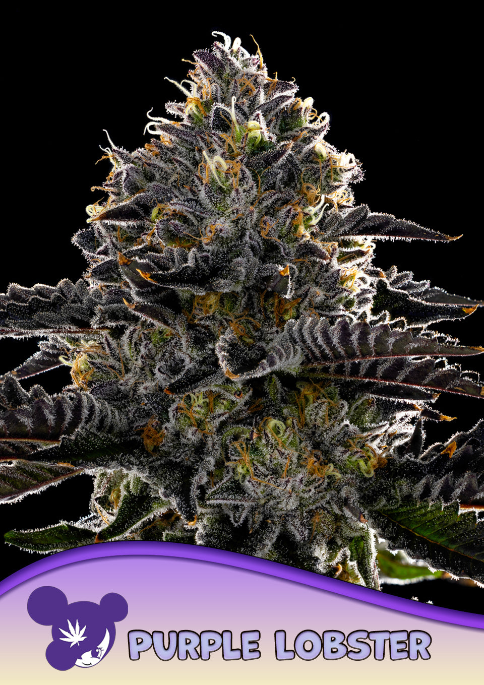Purple Lobster - Leaf and Soul Samen