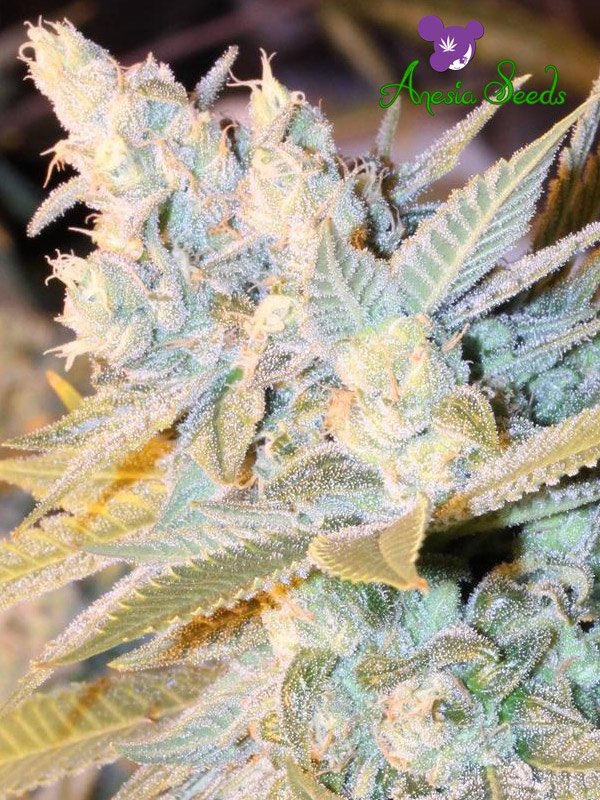 Triple Cheese Auto - Leaf and Soul Samen