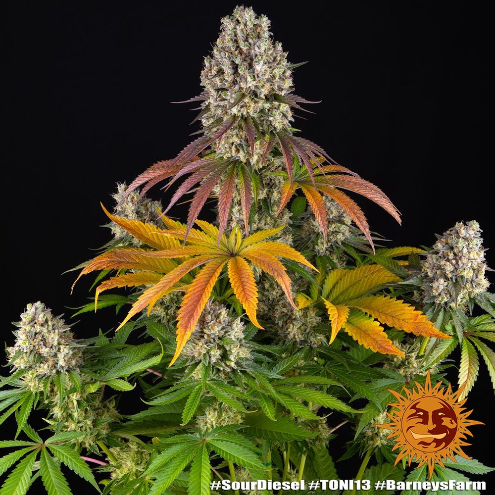 Sour Diesel - Leaf and Soul Samen