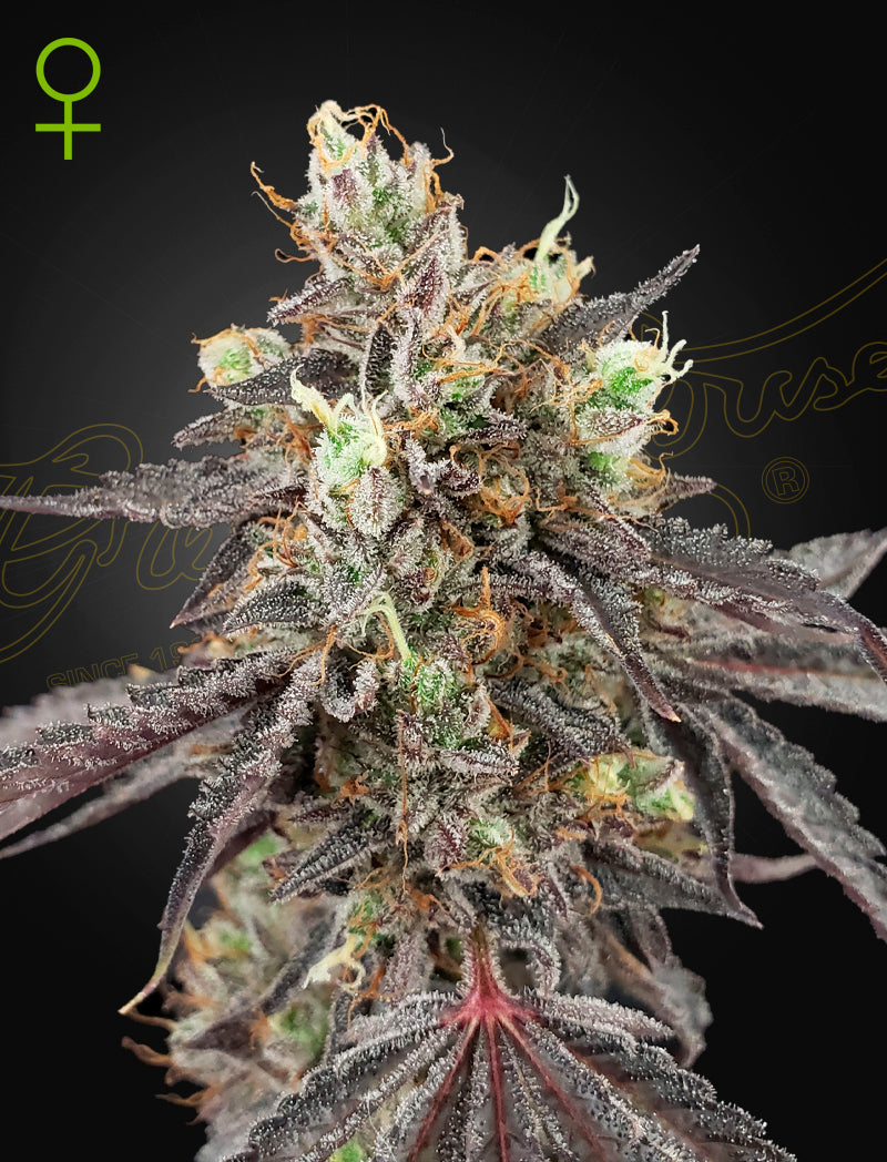 Gelato 41 x Gelato 41 Auto - Leaf and Soul Samen