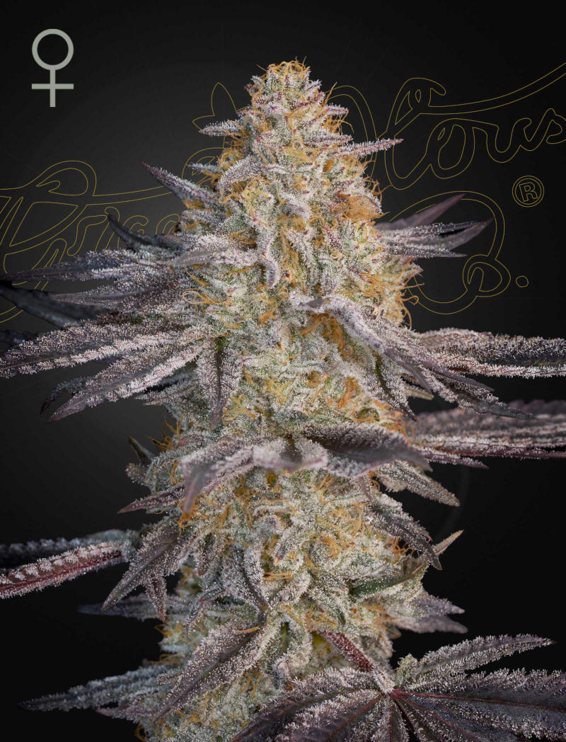 Air Lemon - Leaf and Soul Samen