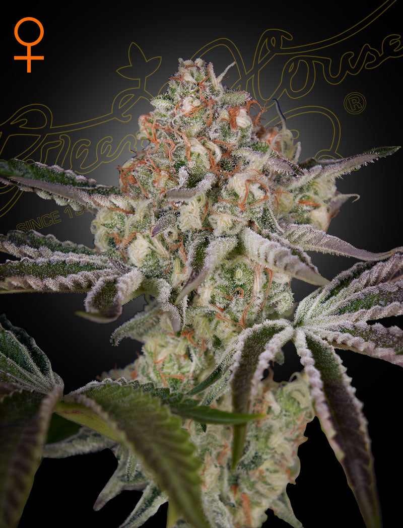 Great White Shark (Feminisiert) - Leaf and Soul Samen