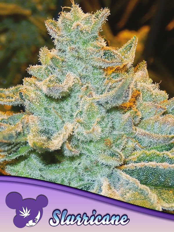 Slurricane - Leaf and Soul Samen