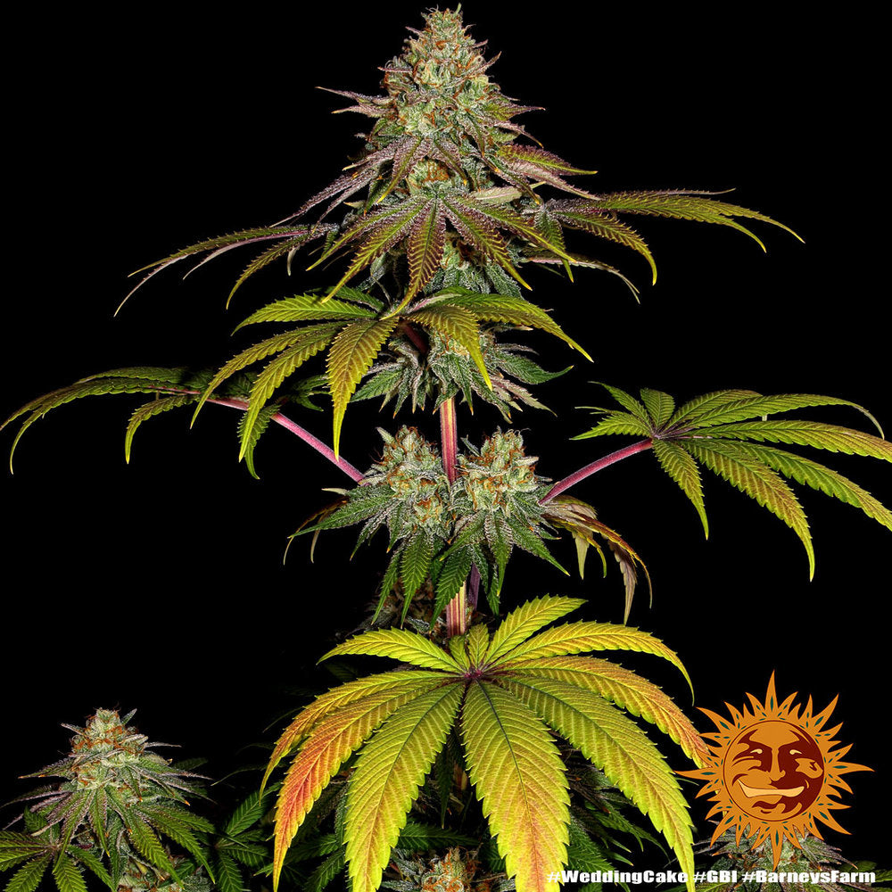 Wedding Cake - Leaf and Soul Samen