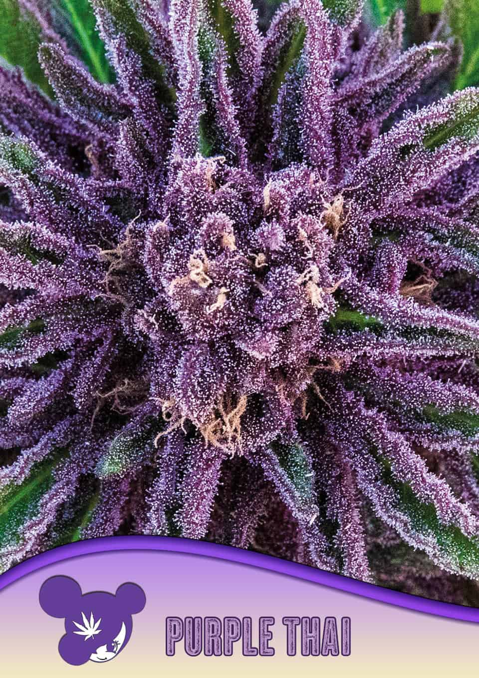 Purple Thai - Leaf and Soul Samen