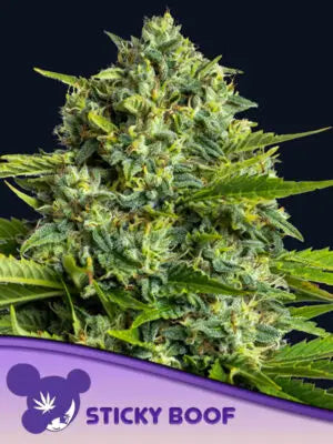 Sticky Boof - Leaf and Soul Samen