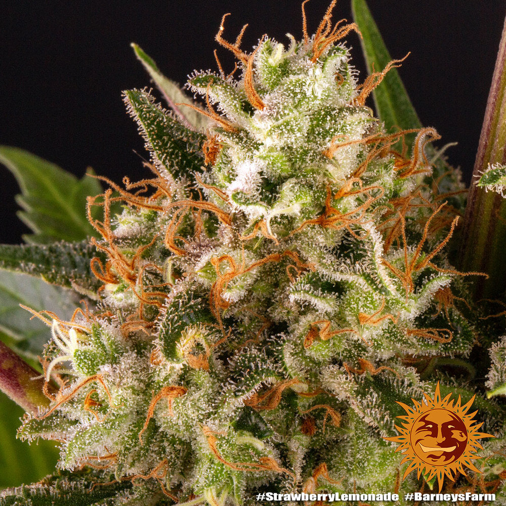 Strawberry Lemonade - Leaf and Soul Samen