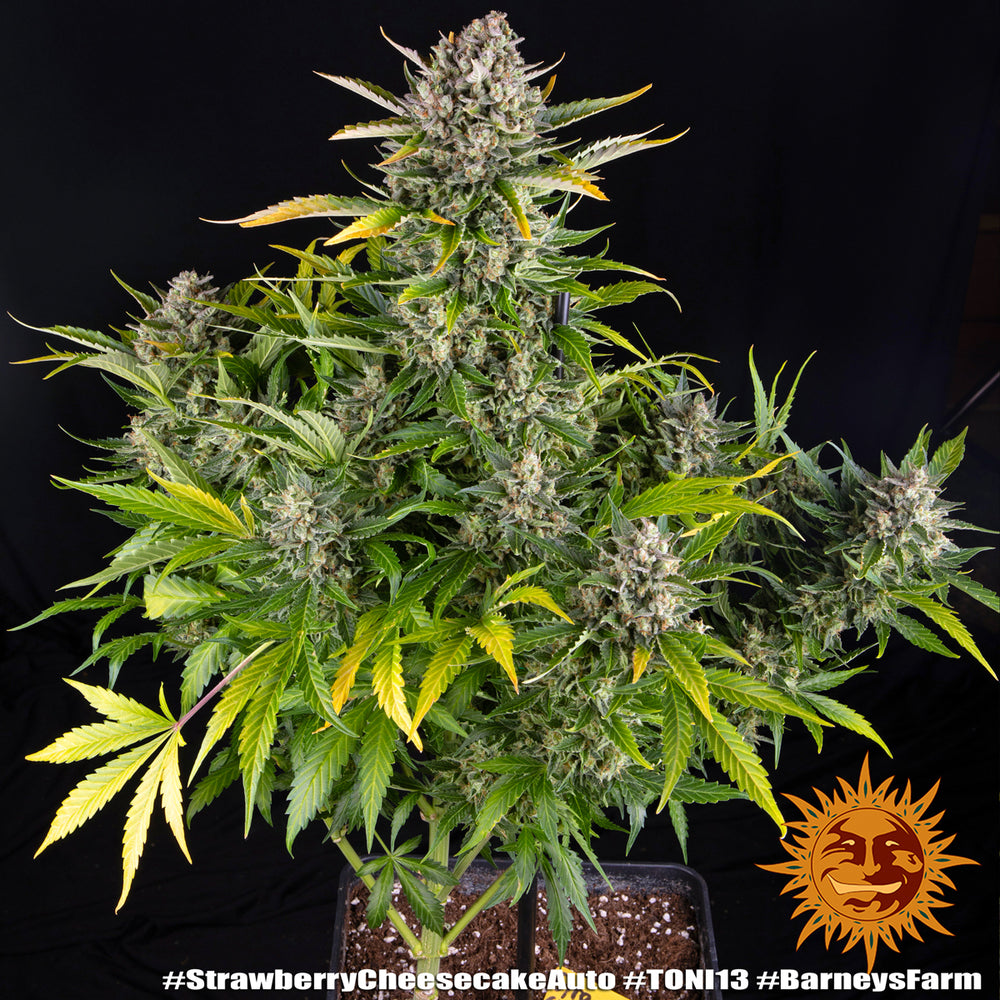 Strawberry Cheesecake Auto - Leaf and Soul Samen