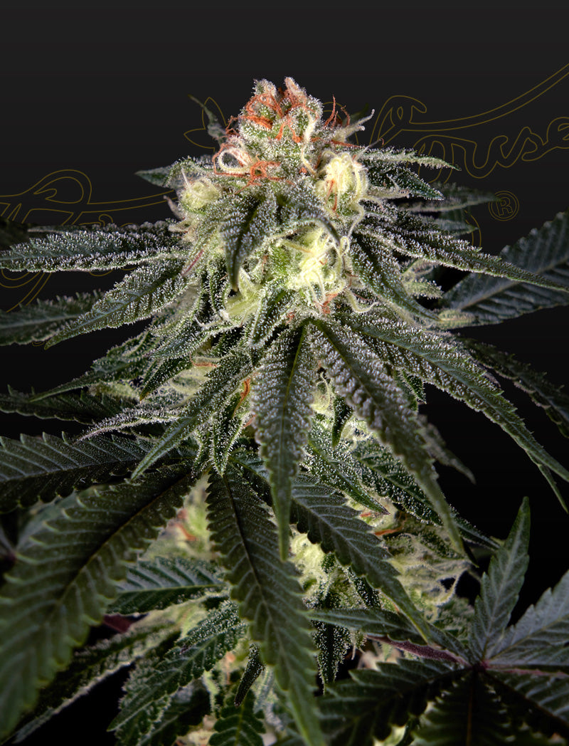 Exodus Cheese x Durban Panama - Leaf and Soul Samen