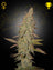 Arjan's Ultra Haze 1 (Feminisiert)