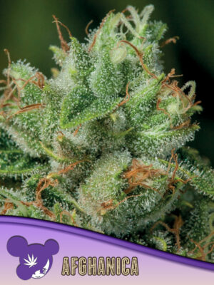 Afghanica Cannabis Samen | Leaf and Soul
