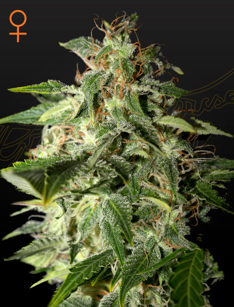 Afgooey - Greenhouse Seeds Samen