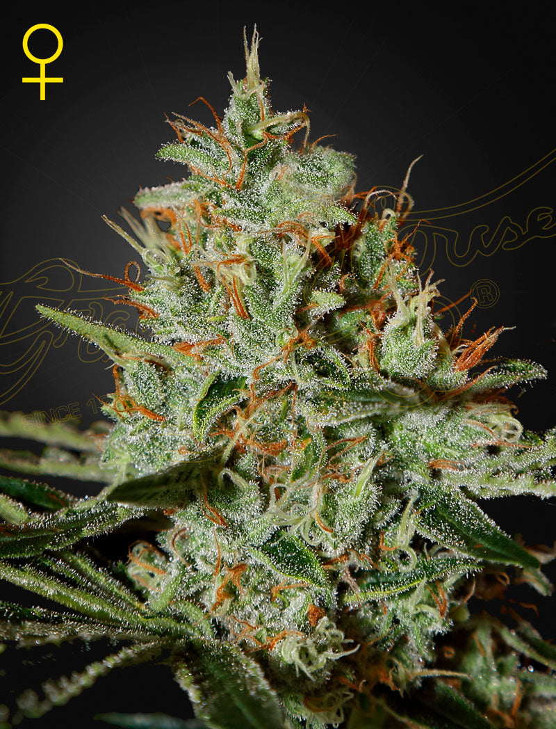 Alaskan Ice (Feminised) - Greenhouse Seeds Samen