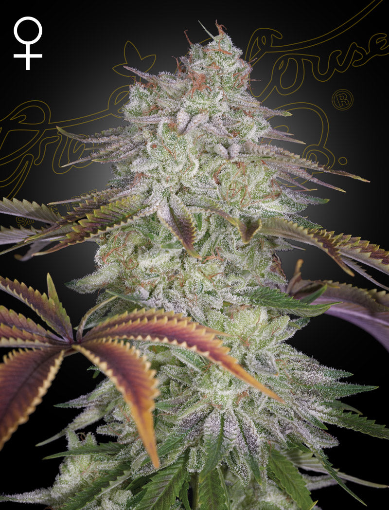 AlienZ - Greenhouse Seeds Samen