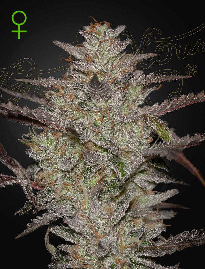 AlienZ Auto - Greenhouse Seeds Samen