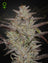 AlienZ Auto