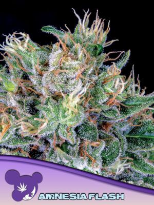 Amnesia Flash Cannabis Samen | Leaf and Soul