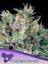 Amnesia Flash Auto