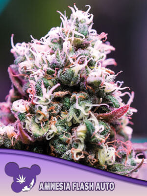 Amnesia Flash Auto Cannabis Samen | Leaf and Soul