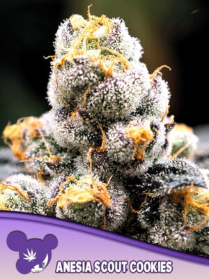 Anesia Scout Cookies Cannabis Samen | Leaf and Soul