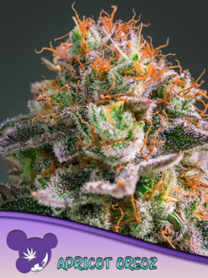 Apricot Oreoz Cannabis Samen | Leaf and Soul