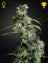 Arjan's Ultra Haze 2 (Mango Haze) (Feminisiert)