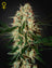 Arjan's Haze 3 (Feminisiert)