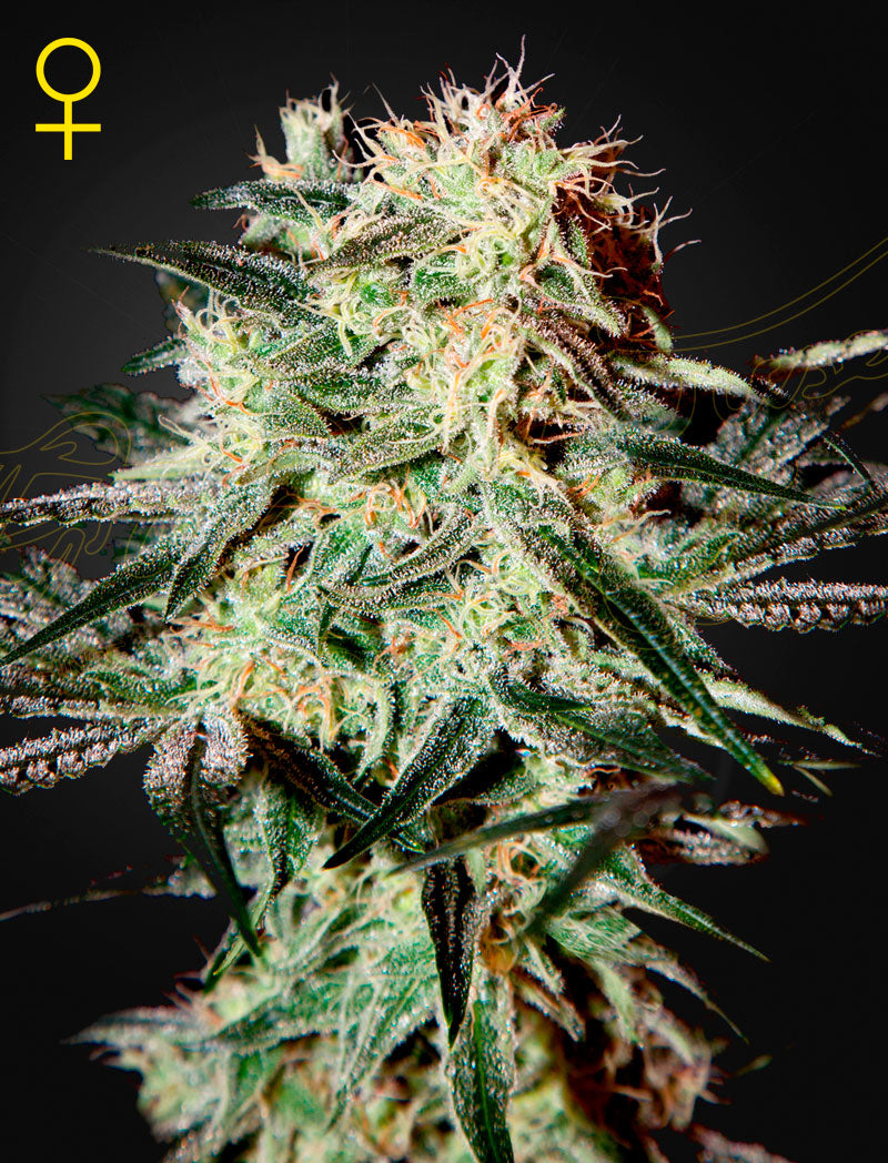 Arjan's Strawberry Haze (Feminised) - Greenhouse Seeds Samen
