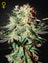 Arjan's Strawberry Haze (Feminisiert)