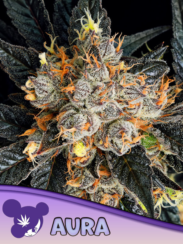 Aura Cannabis Samen | Leaf and Soul