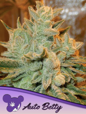 Auto Betty Cannabis Samen | Leaf and Soul