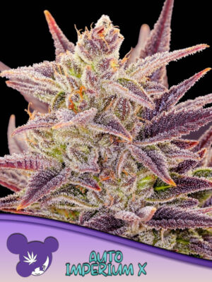 Auto Imperium X® Cannabis Samen | Leaf and Soul