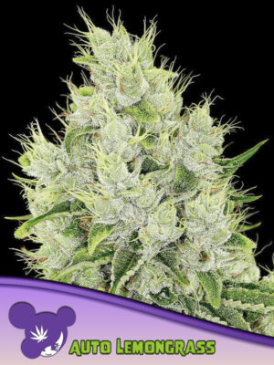 Auto Lemongrass Cannabis Samen | Leaf and Soul