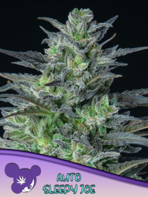 Auto Sleepy Joe® Cannabis Samen | Leaf and Soul